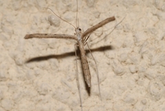 Agdistis tamaricis