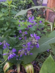 Salvia pratensis