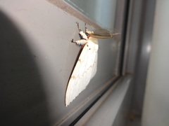 Lymantria xylina