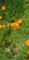 Eschscholzia californica