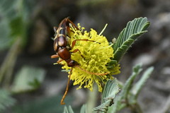 Strangalia virilis