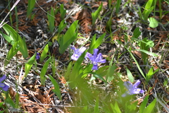 Iris lacustris