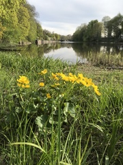 Caltha palustris