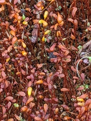 Funaria hygrometrica