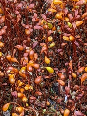 Funaria hygrometrica