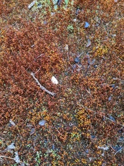 Funaria hygrometrica