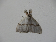 Lymantria xylina