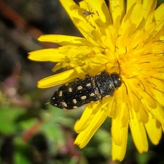 Acmaeodera degener