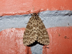Olepa ricini