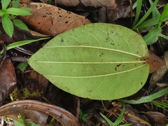Passiflora cuspidifolia