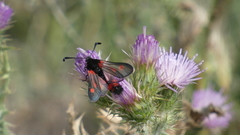 Zygaena sarpedon