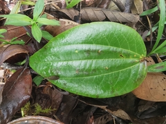 Passiflora cuspidifolia