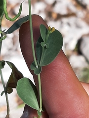 Coronilla scorpioides