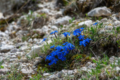 Gentiana verna