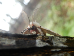 Lymantria xylina