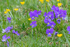 Viola calcarata