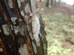 Lymantria xylina