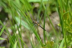 Leucorrhinia frigida