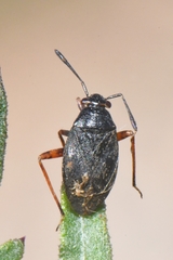 Capsus ater