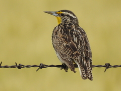 Sturnella neglecta confluenta