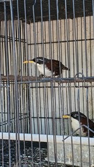 Pomatorhinus montanus