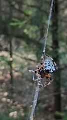 Araneus bicentenarius