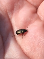 Selatosomus aeneus