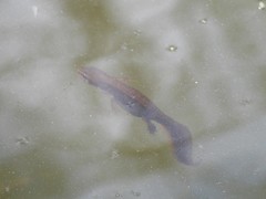 Lissotriton vulgaris