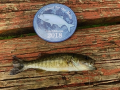 Micropterus cataractae