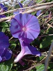 Ipomoea indica