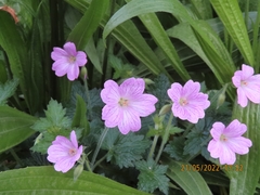 Geranium versicolor