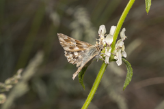 Muschampia lavatherae