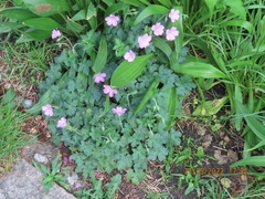 Geranium versicolor