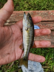 Micropterus cataractae