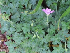 Geranium versicolor