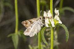 Muschampia lavatherae