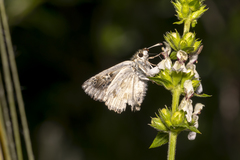 Muschampia lavatherae