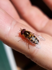 Lapposyrphus lapponicus