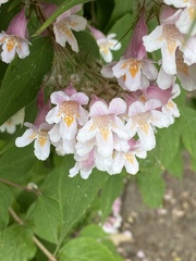 Kolkwitzia amabilis
