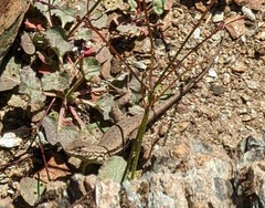 Sceloporus graciosus gracilis