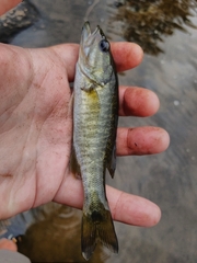 Micropterus cataractae