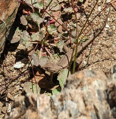 Sceloporus graciosus gracilis