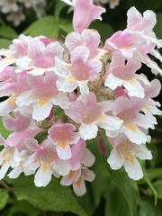 Kolkwitzia amabilis