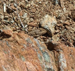 Sceloporus graciosus gracilis