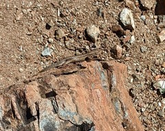 Sceloporus graciosus gracilis