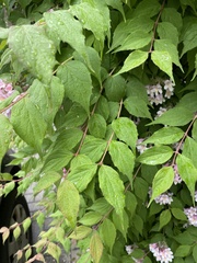 Kolkwitzia amabilis