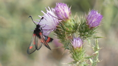 Zygaena sarpedon