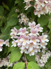 Kolkwitzia amabilis