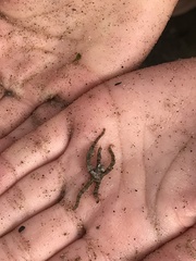 Ophiothrix spiculata