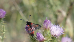 Zygaena sarpedon